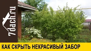 🏡 Как скрыть некрасивый забор: растения, которые с этим отлично справятся - 7 дач