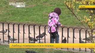 Лебеді в Стрийському парку. ПравдаТУТ Львів