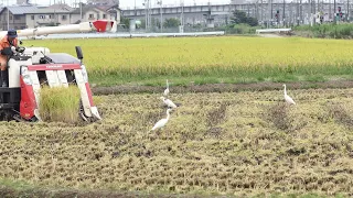 コンバインによる稲刈り（終了まで）とチュウサギの群れ＠宮城県岩沼市