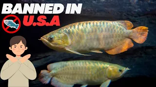 BANNED in america but POPULAR in asia, here’s why asian arowanas are ILLEGAL in United States