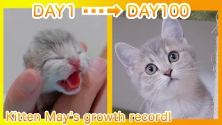 Kitten May's growth record! [0 days to 100 days after birth]