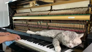 Sleep music for cats