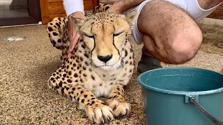 Emergency measures for the Cheetah Gerda! Sasha rushes to the rescue