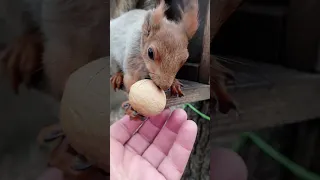 Трудный орешек / The fight for the nut #squirrel #cuteanimal #cute