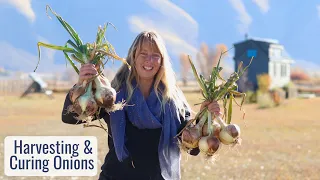 Harvesting & Curing the Onions We'll Use for the Year - Grow from Sets or Seeds? And Soil Health