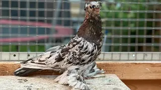 Узбекские голуби Pigeons الحمام Tauben  merpati کبوتر 鴿子 ハトkaʙūtar güvercinler porumbei 20/05/24