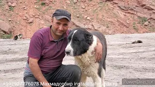 Аборигенные САО Таджикистана саги дахмарда , взаимоотношения внутри приотарной стаи.