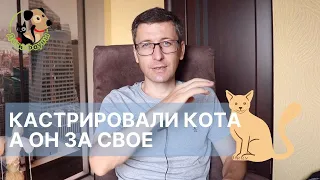 Почему кастрированный кот топчет одеяло и мягкую игрушку?