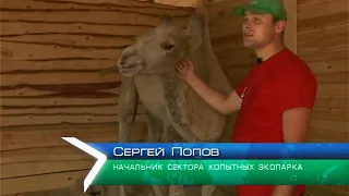 В Харьков прибыли две самки верблюда