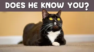 10 Things Your Cat Knows About You! 😻