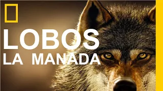 DOCUMENTAL DE LOBOS - LA IMPORTANCIA DE LA MANADA - EL LOBO