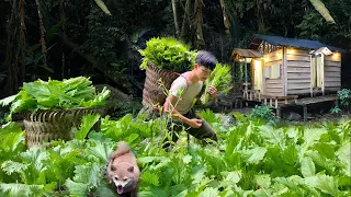2 Year Alone in the Forest,Gardening & Harvesting Vegetables for Sale, Living with puppies.Off Grid