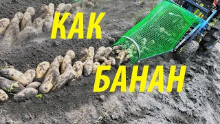 КАРТОФЕЛЬ как БАНАНЫ копаем картофелекопалкой С ХВОСТОМ, контейнером и тачкой