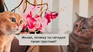 Мем с двумя котами. Поздравление с первым днем весны от "Проф Лингва".