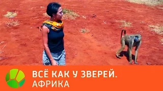 Африка. Все как у зверей | Живая Планета