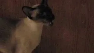 Loud Siamese Meow