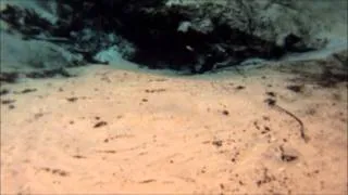 Snorkeling at Gainer Springs in Econfina Creek