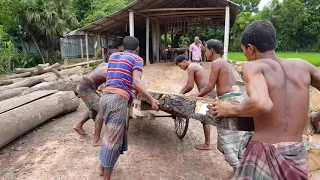 Teak Wood Giant Size 5 Craftsmen Cutting at Sawmill।Dangerous Way of Cutting Teak Wood at Village