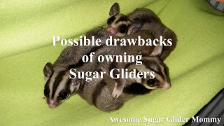 Possible Drawbacks Of Owning Sugar Gliders
