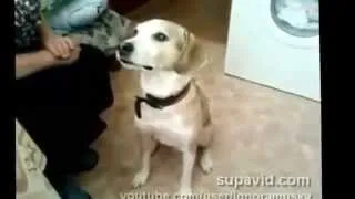 Dog dancing. Собаки танцеваки! Очень смешно! Танцуем все!