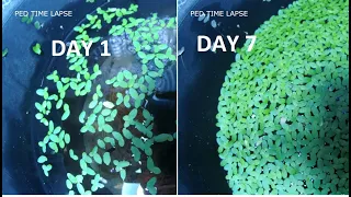 duckweed growth time lapse แหน