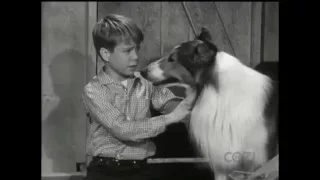 Lassie - Episode #320 - "Weasel Warfare" - Season 9, Ep. 29 - 04/28/63
