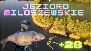 Jezioro Miłoszewskie - piękny karp +28 !