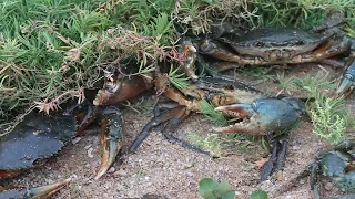 阿梅紅樹林趕海，發現大螃蟹遍地成災，抓都抓不過來，一隻就爆桶【海村小梅】