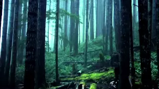 amazing freeride forest