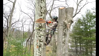 Majestic Red Oak Tree Removal!