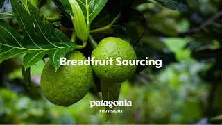 What is Breadfruit?  A Sourcing Story.