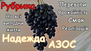 Надежда АЗОС Еталон темних сортів винограду