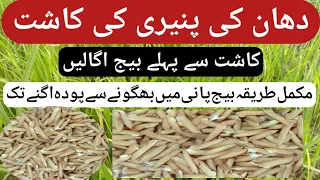 Cultivation of rice cheese/دھان کی پنیری کی کاشت/advanced agriculture techniques