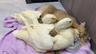 The funniest and cutest animals in the world😂!The kitten actively hugs two ducks to sleep.😲Amazing