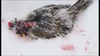 Tit Bird kill and eat redpoll | Murder Tit (bird)