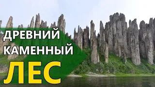 ДРЕВНИЕ КАМЕННЫЕ ЛЕСА. ЧТО ЭТО НА САМОМ ДЕЛЕ?