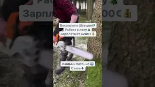 Швеция🇸🇪Работа в лесу🌲