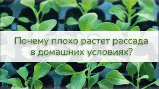 НЕ РАСТЁТ РАССАДА? - разбираем в прямом эфире основные проблемы и пути их решения+ответы на вопросы.