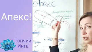 Апекс ногтя! Где находится апекс ногтевой пластины.