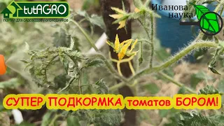 ОБЯЗАТЕЛЬНАЯ ПОДКОРМКА ТОМАТОВ БОРОМ! Безопасная дозв! Нет бора - нет урожая!