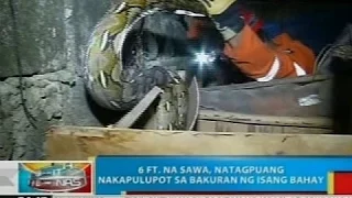 BP: 6 ft. na sawa, nakita sa bakuran ng isang bahay sa Davao City