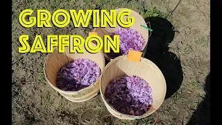 How to Grow Saffron