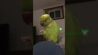 Cute Little Parrot loves giving kisses to his foot “so adorable”