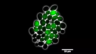 Construction of hybrid regulated mother-specific yeast promoters for inducible differential gene