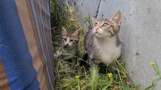 The big kitten protects the little kittens by mothering them.