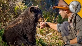 Baby Black Bear is the Teddy Bear of the Forest