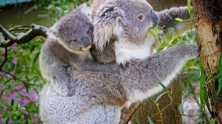 Koalas: Slow Life In The Fast Lane (Nature Documentary)