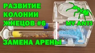 Развитие колонии жнецов #6 (Замена арены)