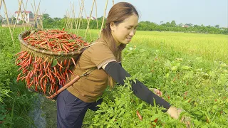 FULL VIDEO : 60 DAYS Harvesting Hot Red Pepper Field Goes to the market sell - Lý Thị Hoa