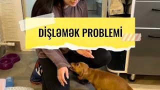 İtlərin Təlimi “DİŞLƏMƏK PROBLEMİ” Cocer Spaniel 2 aylıq.